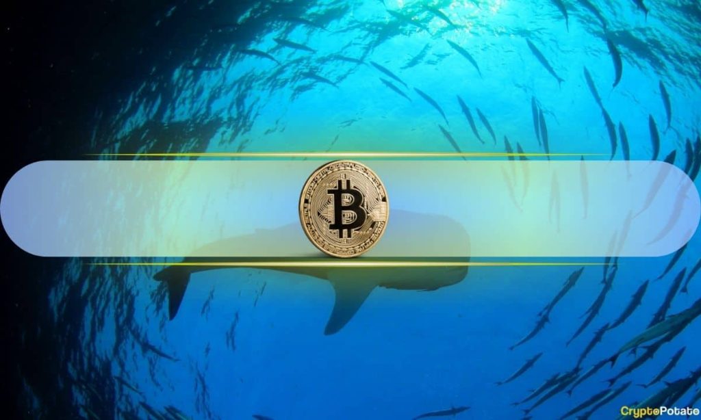 Bitcoin Whales Accumulate as BTC Price Revisits 2024 Entry Zone